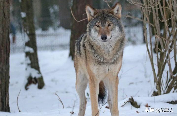 64年勘测队遭遇凶猛狼群，战士心软投喂食物，头狼带群狼前来报恩