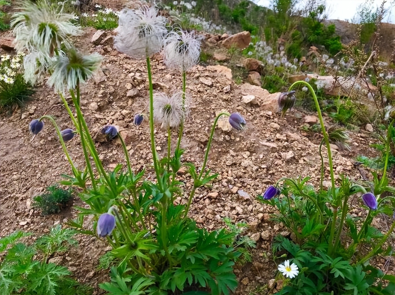 白头翁与黄连治疗痢疾的区别,白头翁治病毒性痢疾的方子