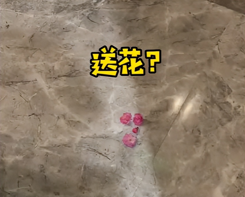 喜当爹!三只公猫凑不出一个蛋,结果...谁给母猫肚子搞大了!