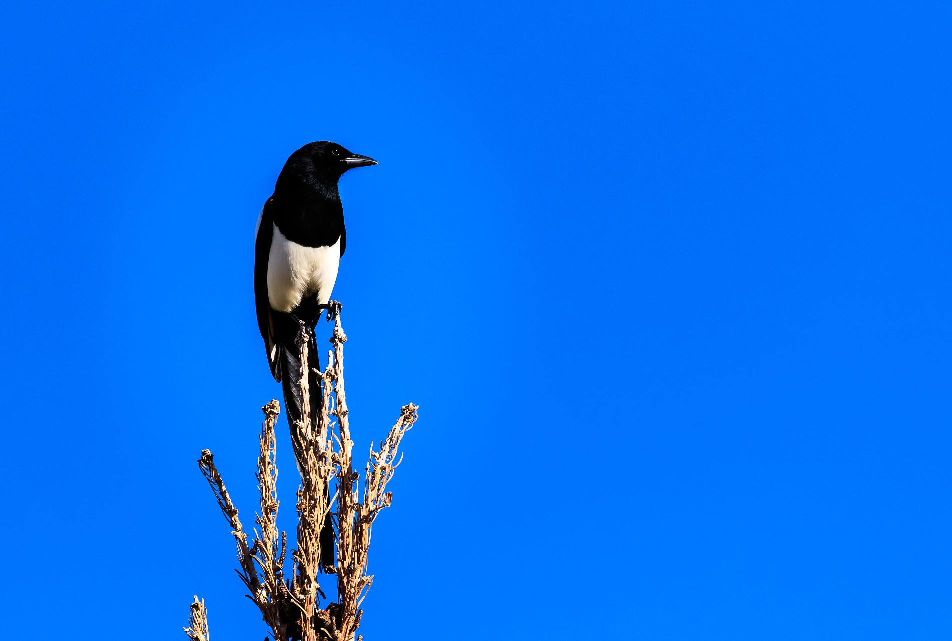民间说的出了五福是啥意思,五福命格是指哪五福