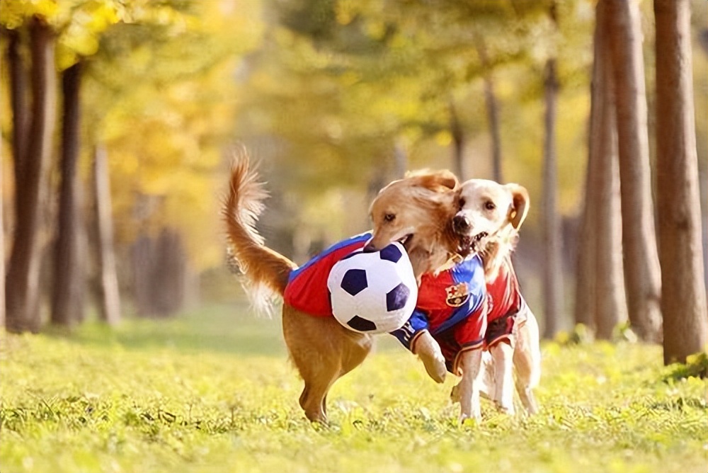 用养人的方法养狗,长期养猫的6大好处