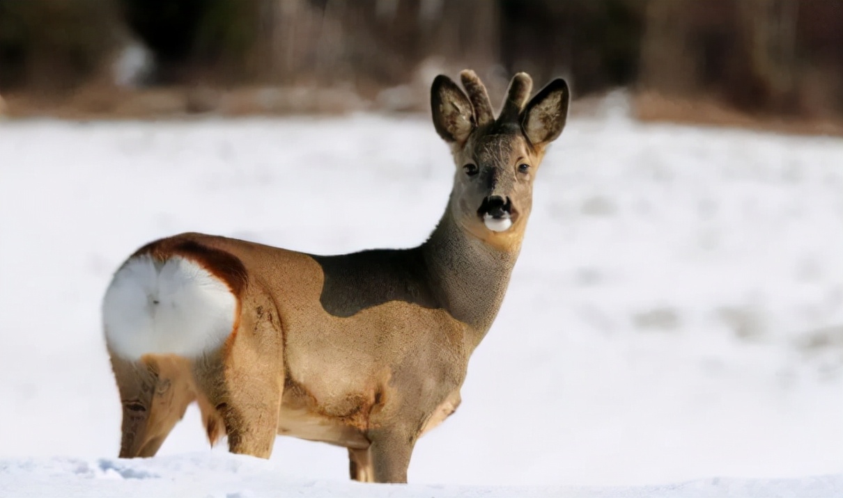 为什么说傻狍子是东北第一大神兽,中国第一神兽傻狍子到底有多傻