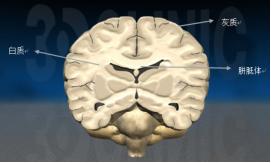 了解脑科学帮助你高效记忆,脑科学教你如何变高效