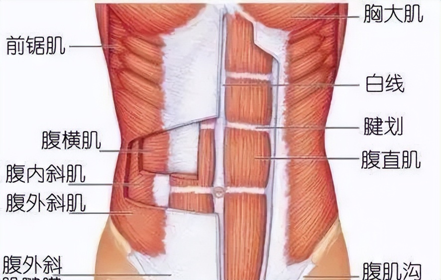 6种腹肌训练动作抖音,抖音马甲线怎么穿