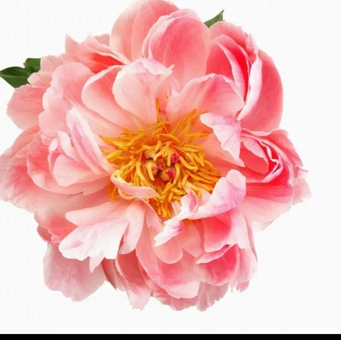 公园里各种花儿次第开放绚丽多姿,描述花儿妩媚多姿