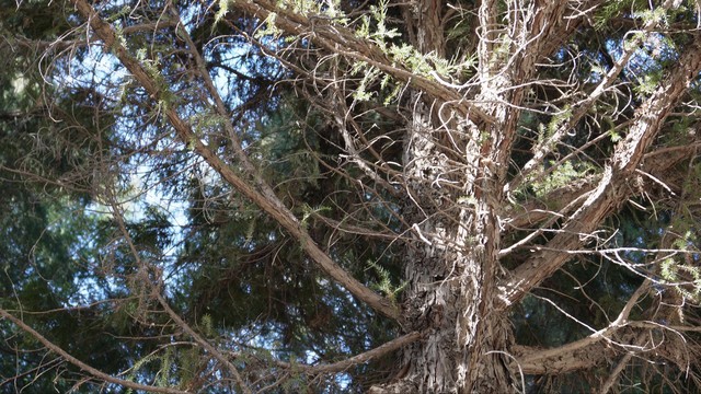 马尾松毛虫,马尾松树图片