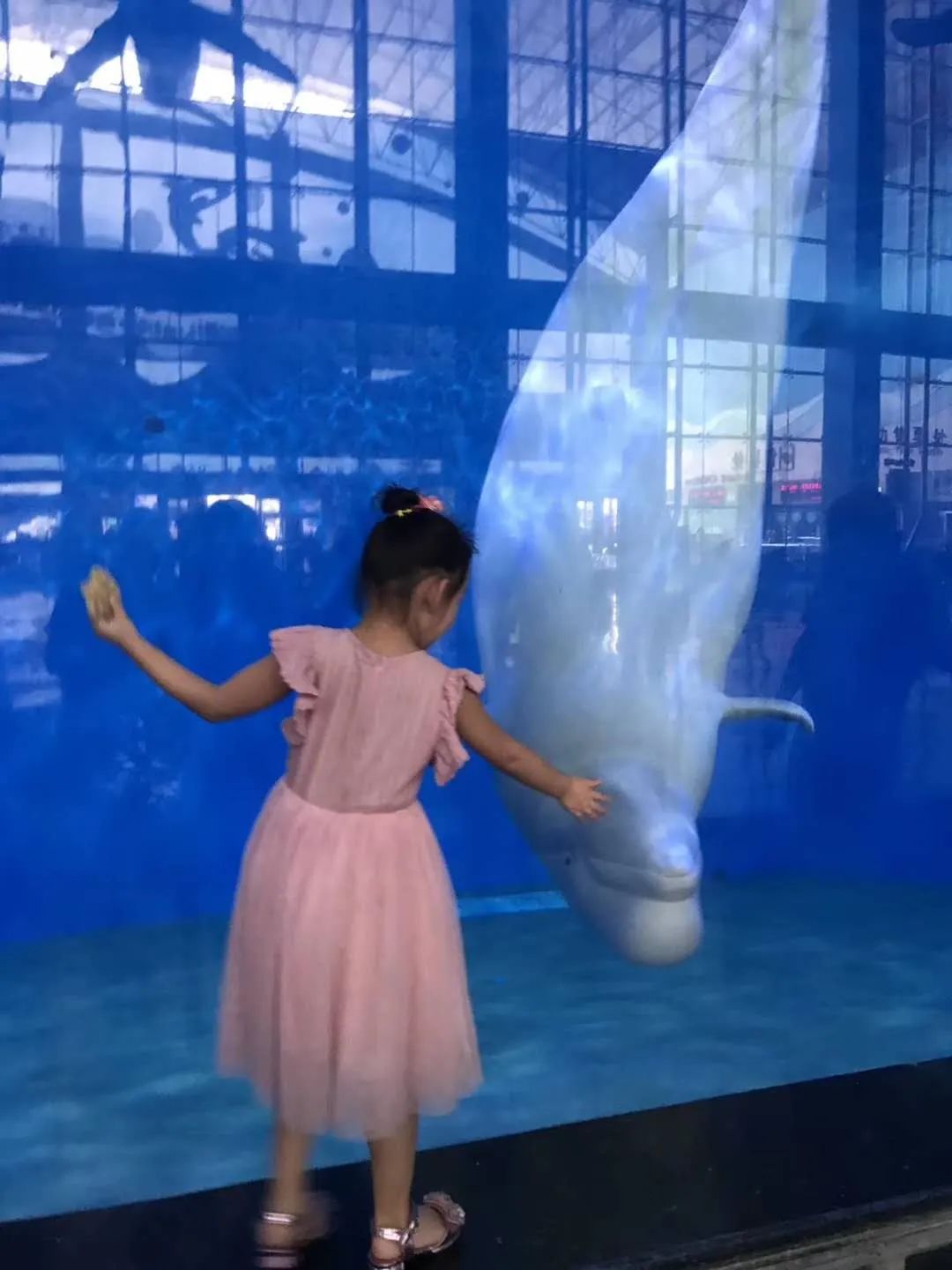 欧乐堡海洋极地公园攻略,欧乐堡最全游玩攻略请收好