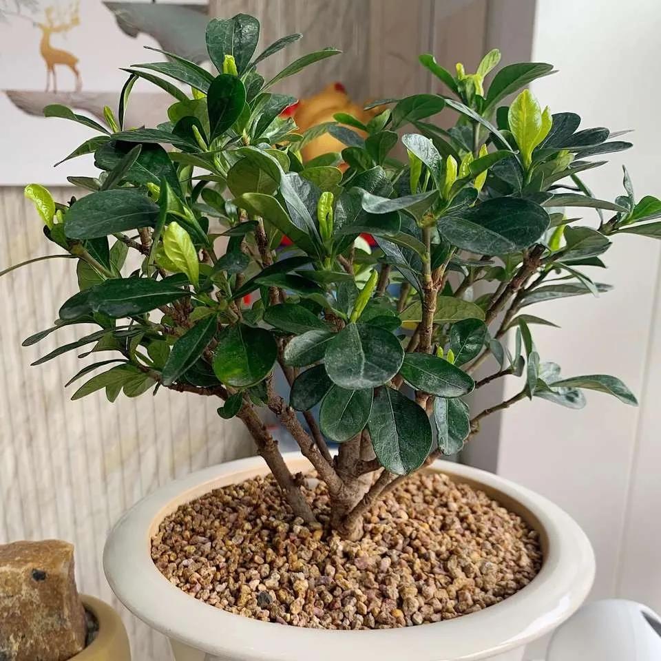 大叶牡丹栀子干尖黄叶是什么原因,栀子花开始黄叶掉苞怎么拯救