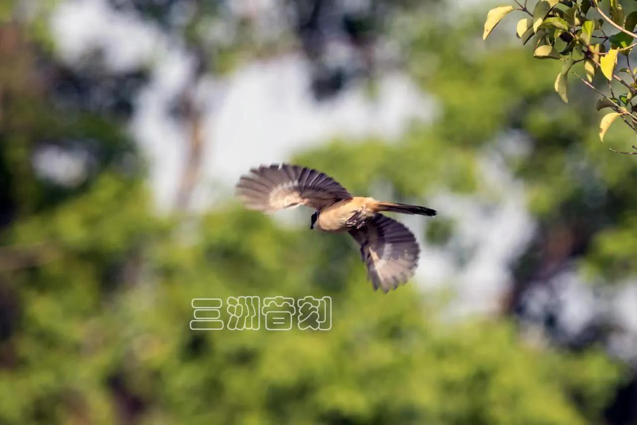 上海国际汽车城安亭,上海市嘉定区安亭国际汽车城