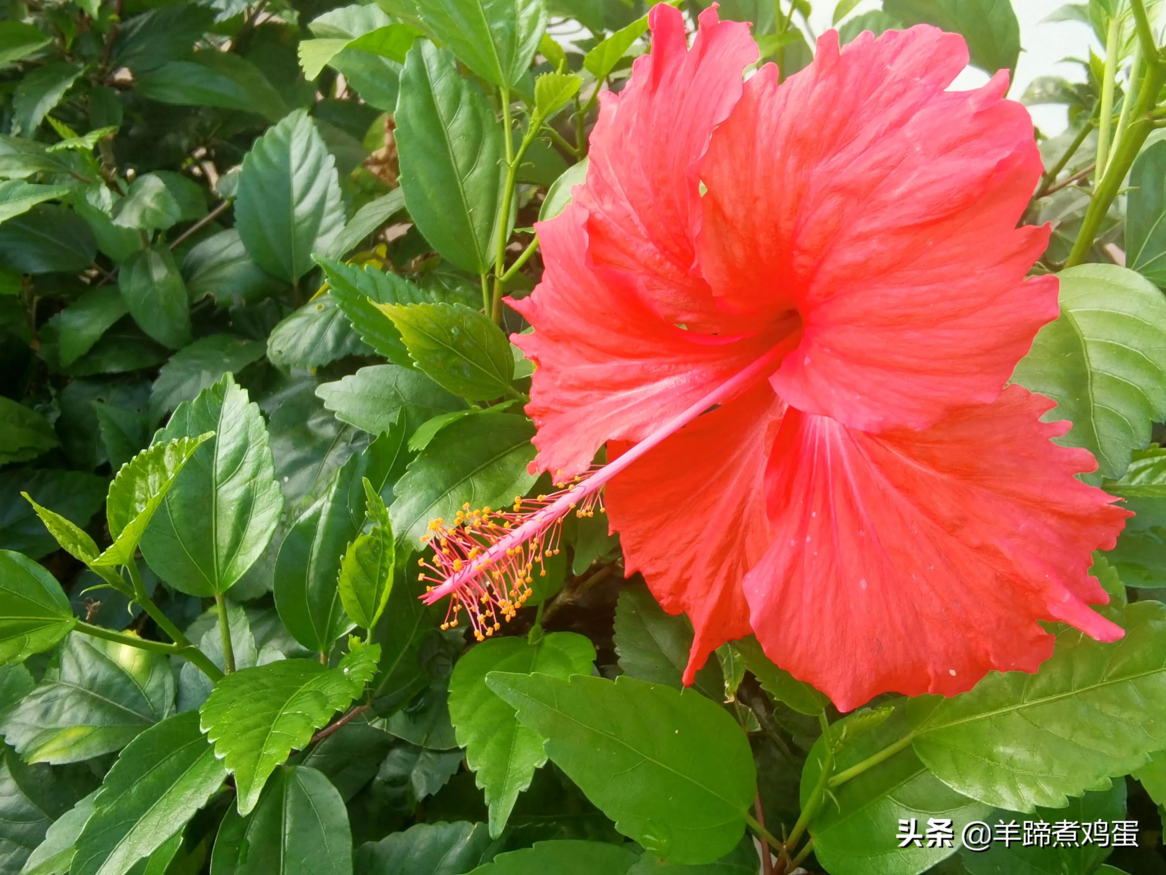 三亚椰梦长廊日落绝美,三亚湾椰梦长廊看夕阳最佳观赏点