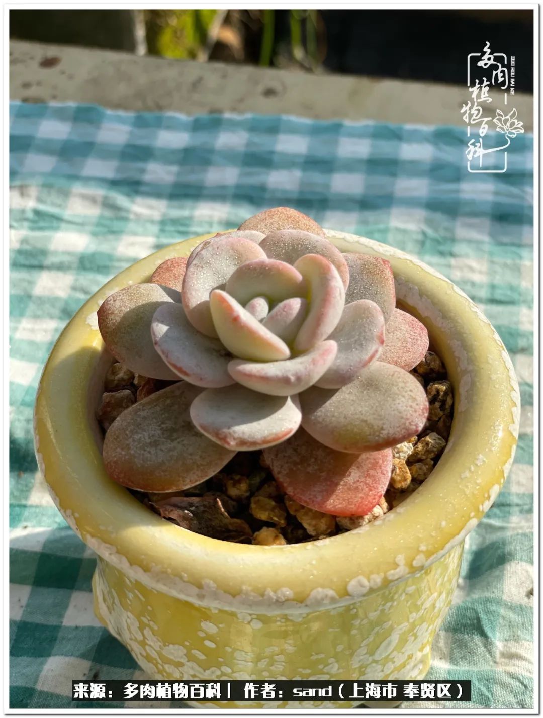 养点花草给生活添点乐趣,养点花花草草心情自然会好