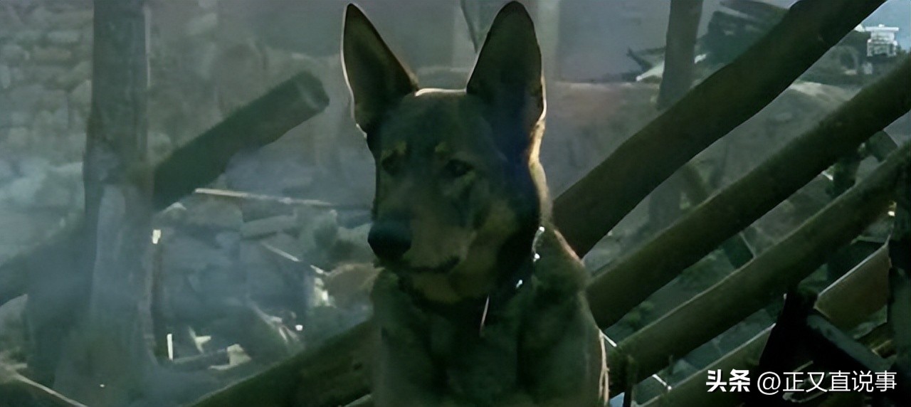 立功警犬被伤,功勋犬拍戏被炸死驯养员哭出血