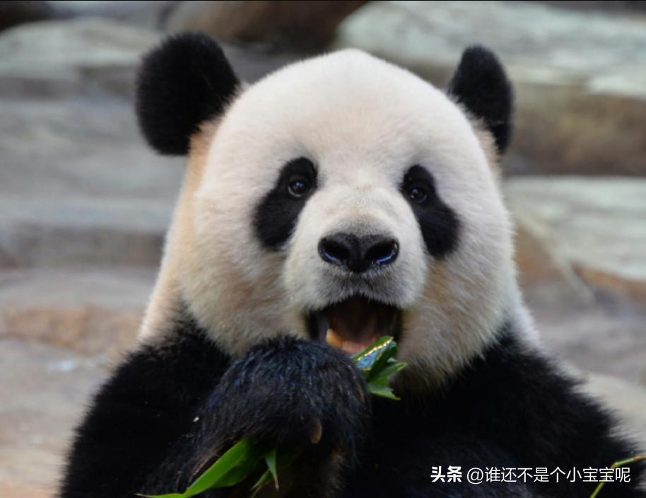 大熊猫喜妹咬伤饲养员,每天认识一只大熊猫