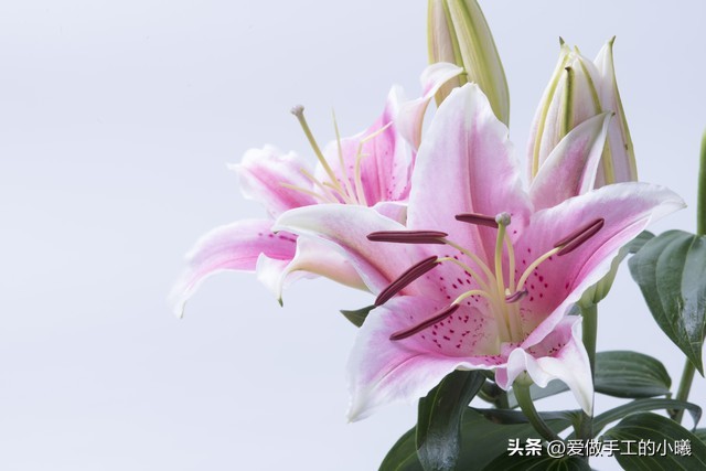 立春花朵唯美图片,花朵唯美图片大全风景