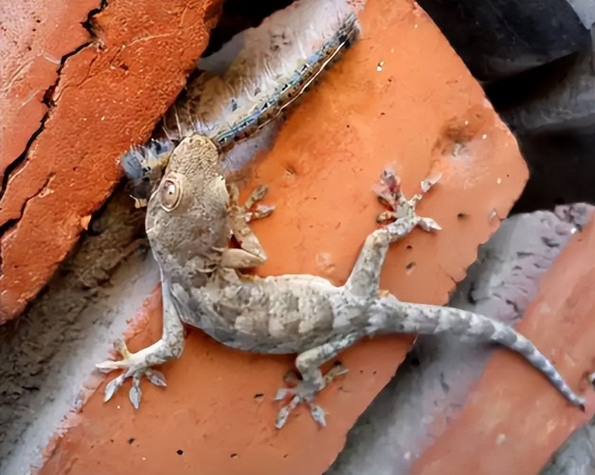 五毒之一的壁虎,有几些壁虎是有毒的