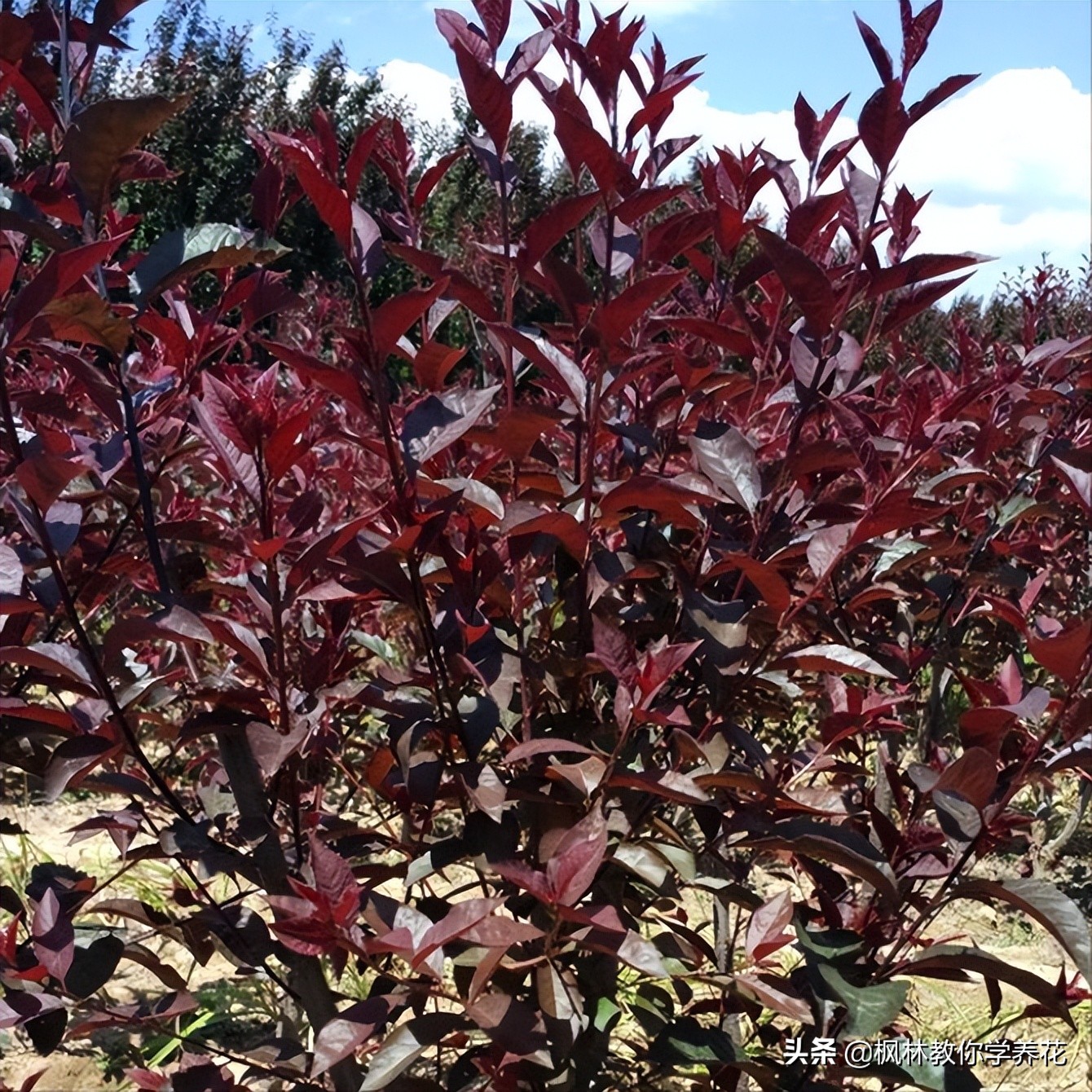 好培养的红叶树,适合室内种植的红叶树