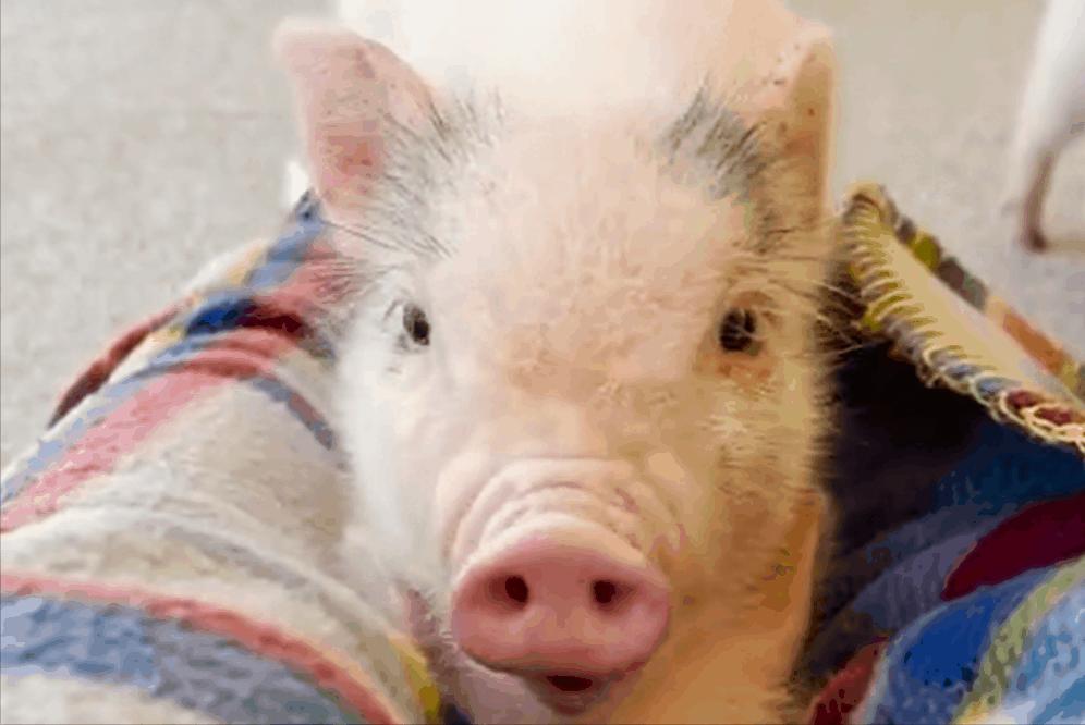 网友打卡日本迷你猪咖，这也太可爱了吧