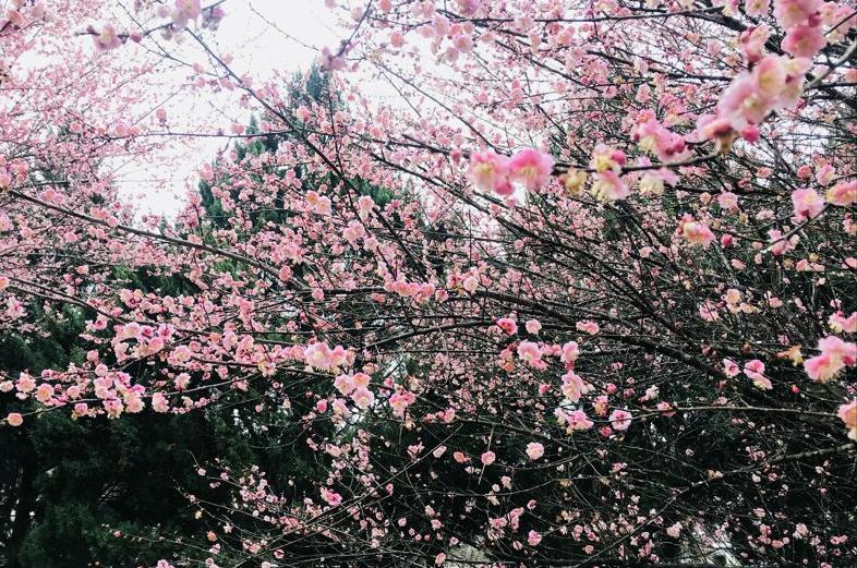 庭院的大门前种什么花树比较好,适合庭院的低矮四季常青的花树