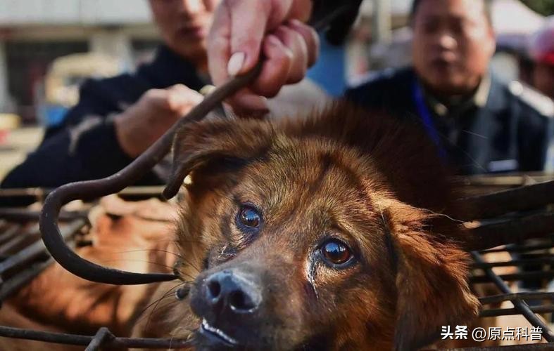 盘点广西十大奇葩美食狗肉,广西特色美食全是经典快来看看吧