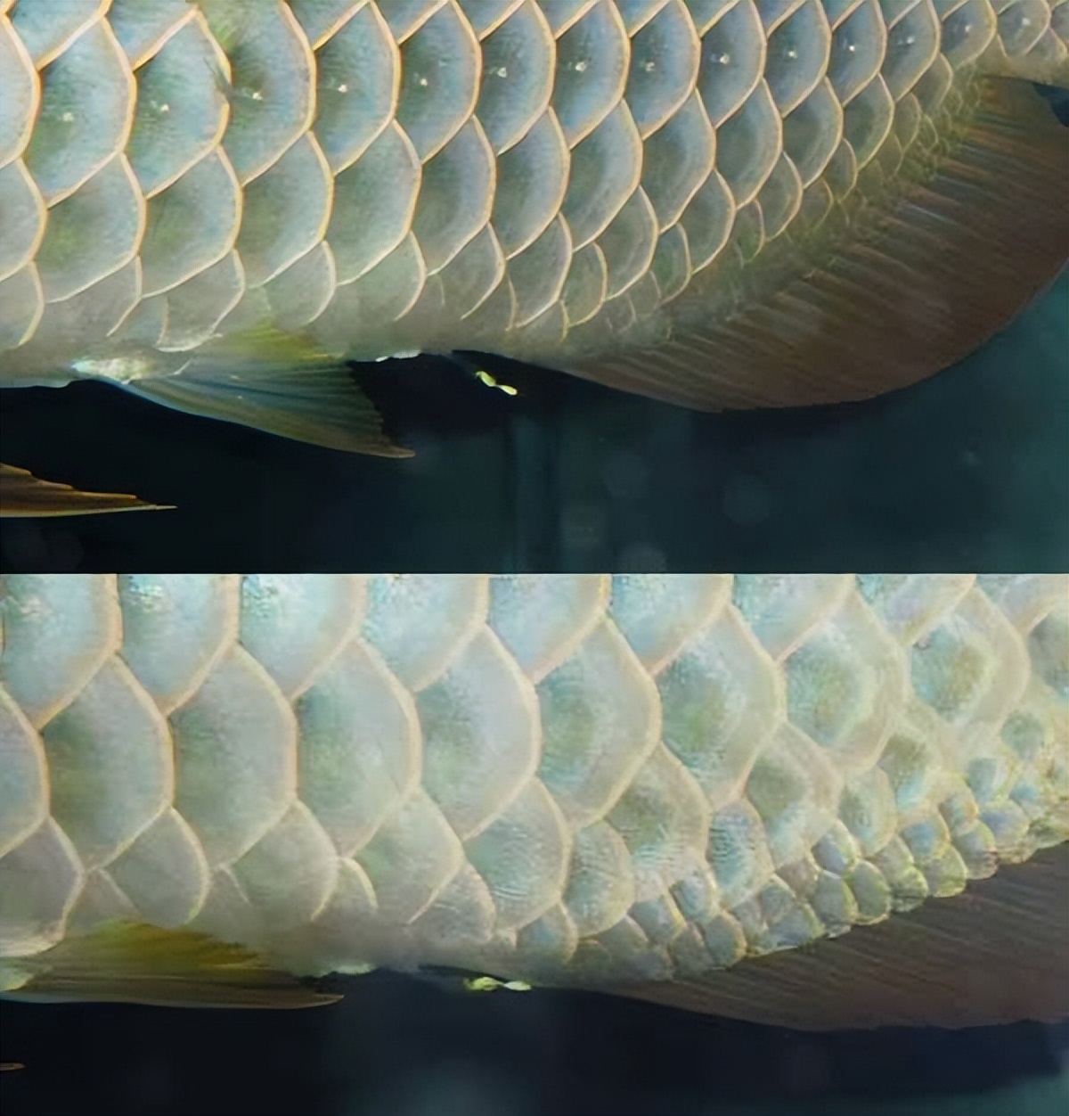 怎么辨别龙鱼身上有寄生虫,龙鱼内外寄生虫的表现