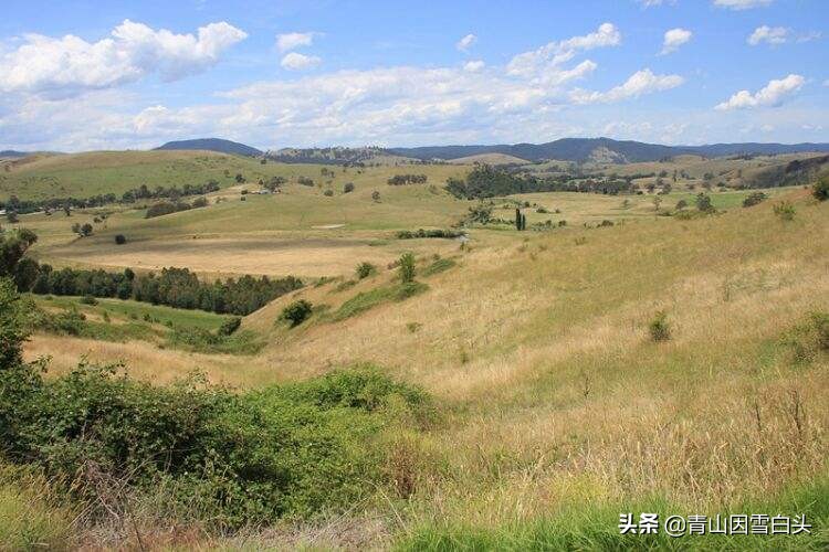 桉树45亩亩产7吨可以卖多少钱,荒地种植100亩利润