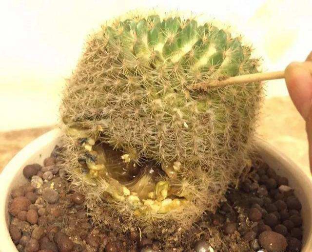 被水浇死的盆栽,容易浇死的植物