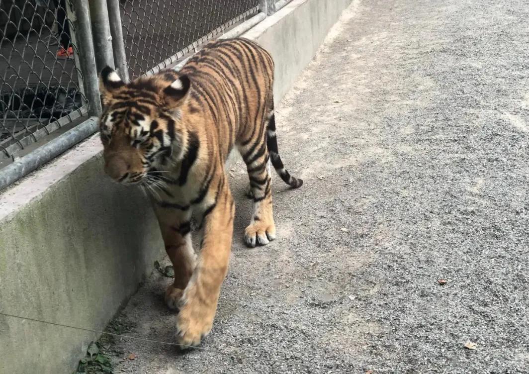 上海动物园和野生动物园哪个好,上海动物园地址和路线