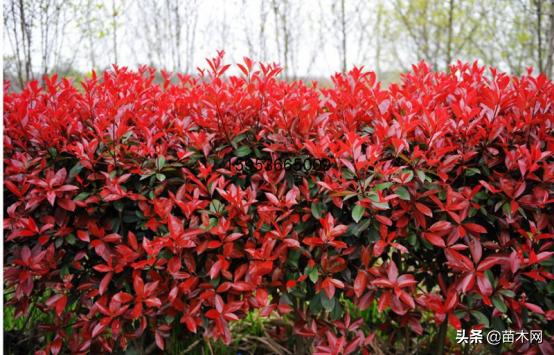 2022年最值钱紧缺的苗木是啥,未来10年哪些苗木价格高