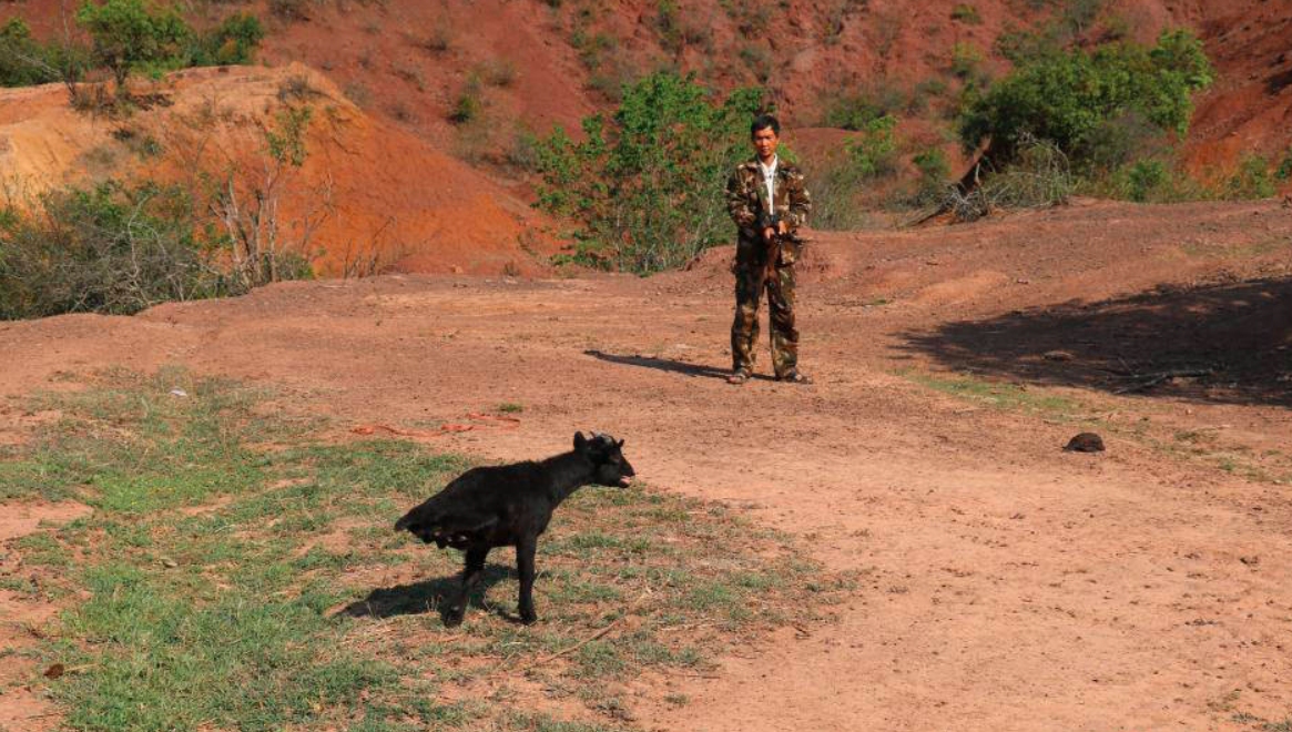 日本农场黑羊学人类行走真相,一个黑羊把母鸡引到房子里吃掉