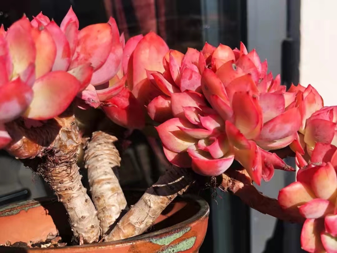 南方的多肉露养也可以很美的,东北阳台露养多肉