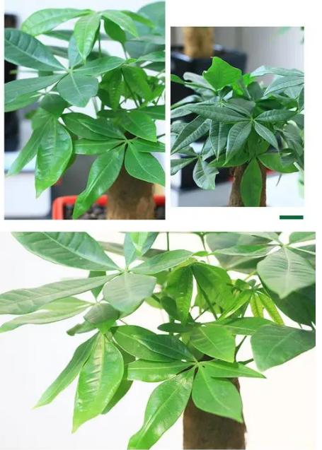 哪种绿植适合室内养对人体好,室内养绿植会增加负氧离子吗