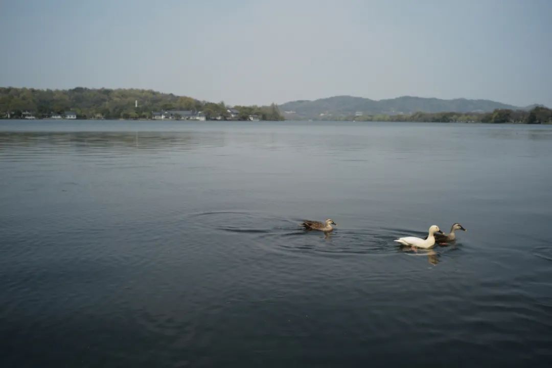 听我的，四月的杭州才是浪漫天花板。