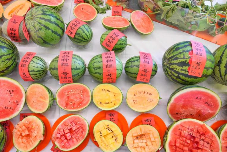 西瓜刺客41,西瓜刺客多少钱