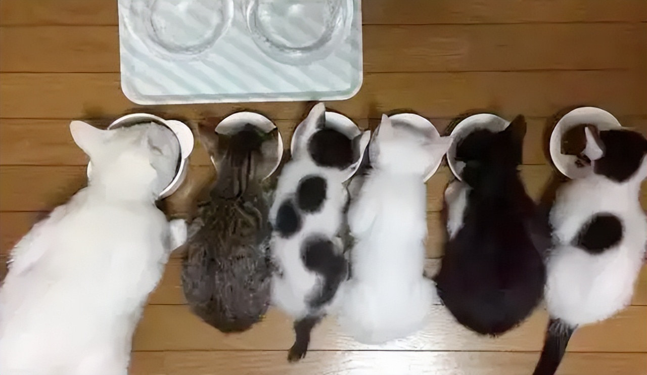 宠物猫妈妈为什么要把猫宝宝叼走,母猫会把小猫叼给铲屎官照顾吗