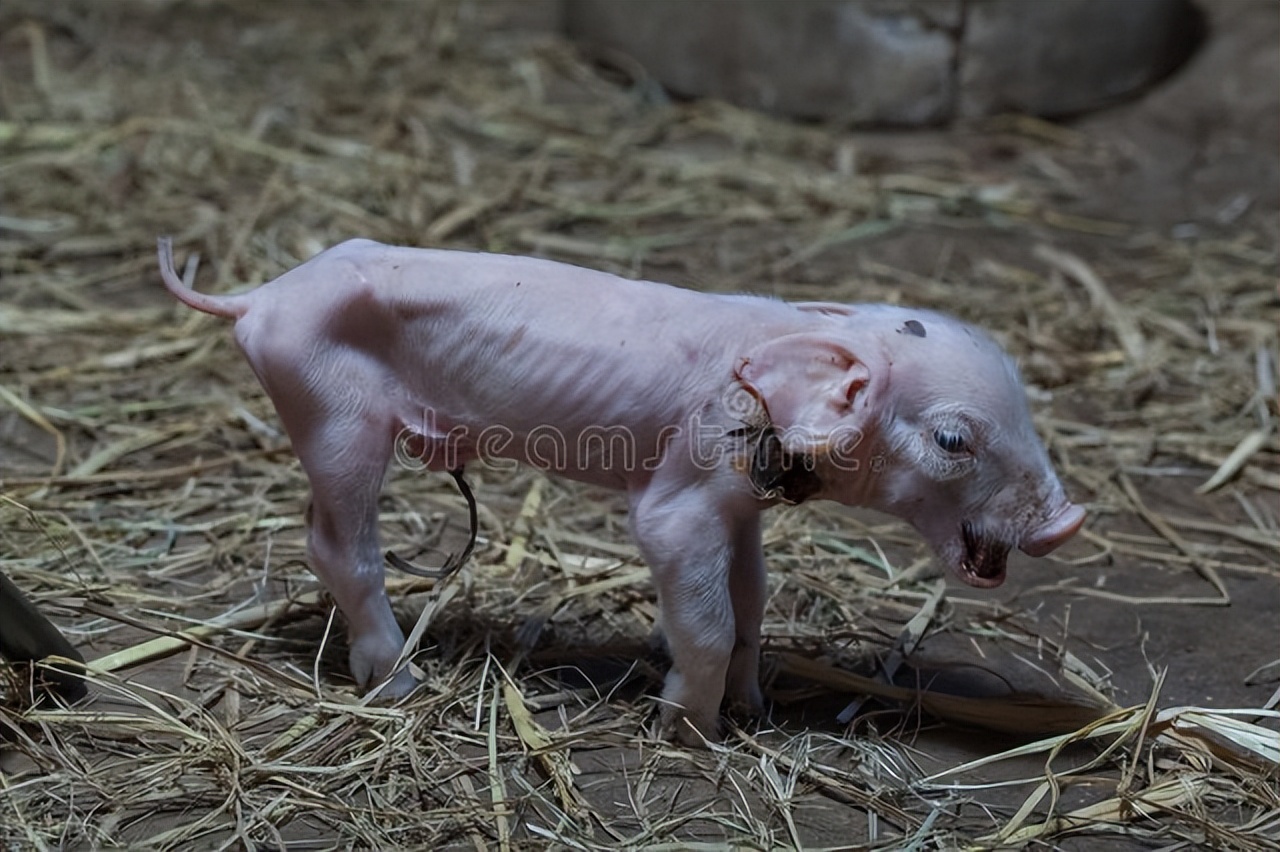 养猪户的技巧和方法,农家养猪小诀窍