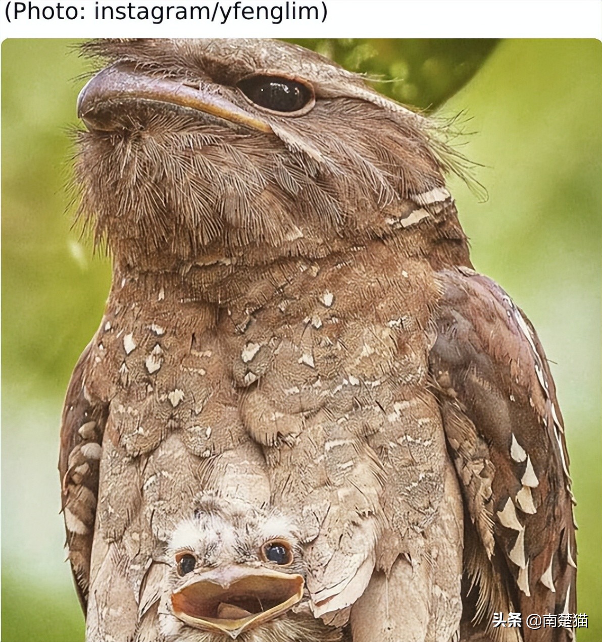 分享各种各样的动物,保证你没见过的20种新动物
