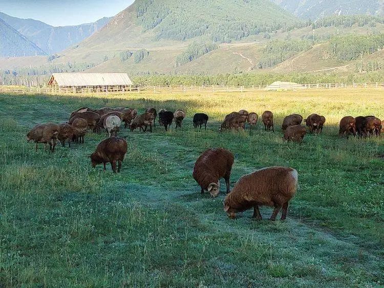 最近最火的羊哪个羊好吃,冬季吃羊哪家强