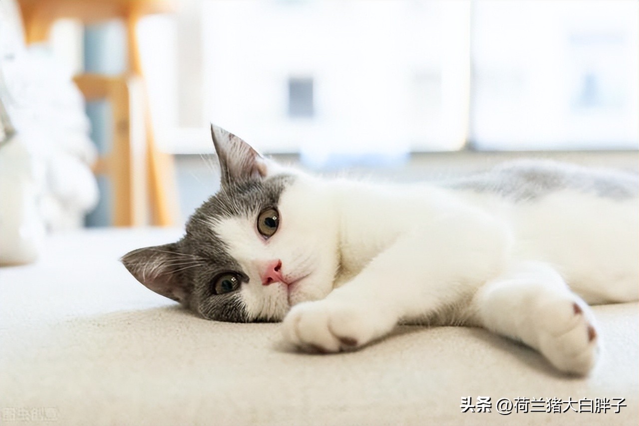 猫咪来月经冷知识,关于猫咪的36个冷知识