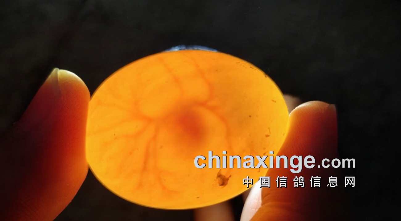 鸽界那些事,鸽界的那些事