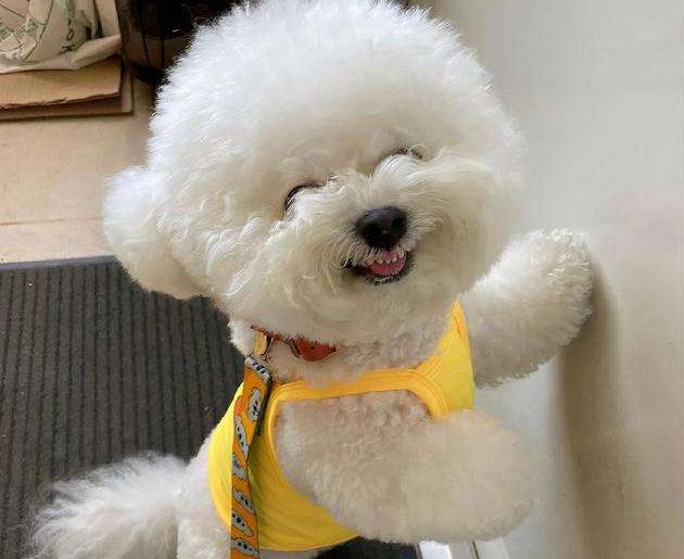 比熊犬一生中的5个阶段你知道吗,比熊犬的十大优点和缺点