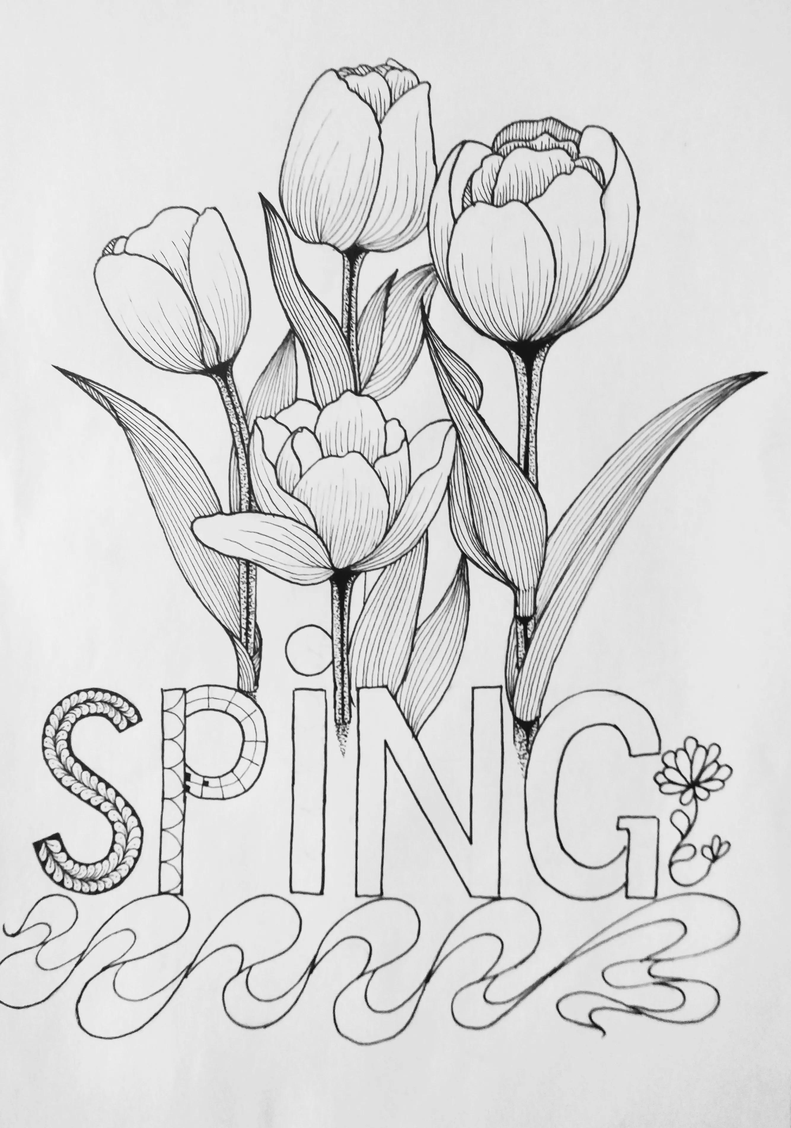 春天的郁金香绘画图片,线描画花朵简单又漂亮郁金香