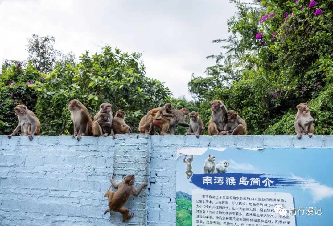 海南南湾猴岛天气预报,海南南湾猴岛