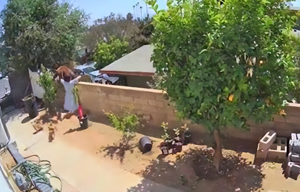 鏉戞皯鎶婄唺褰撶嫍鍏讳簡涓夊勾,琚潙姘戞敹鍏荤殑鐔婂唇