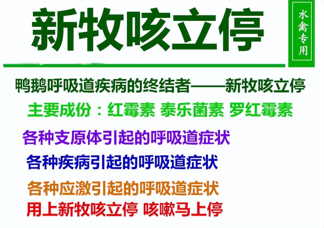 鸭子咳嗽症状图,鸭子咳嗽什么样子