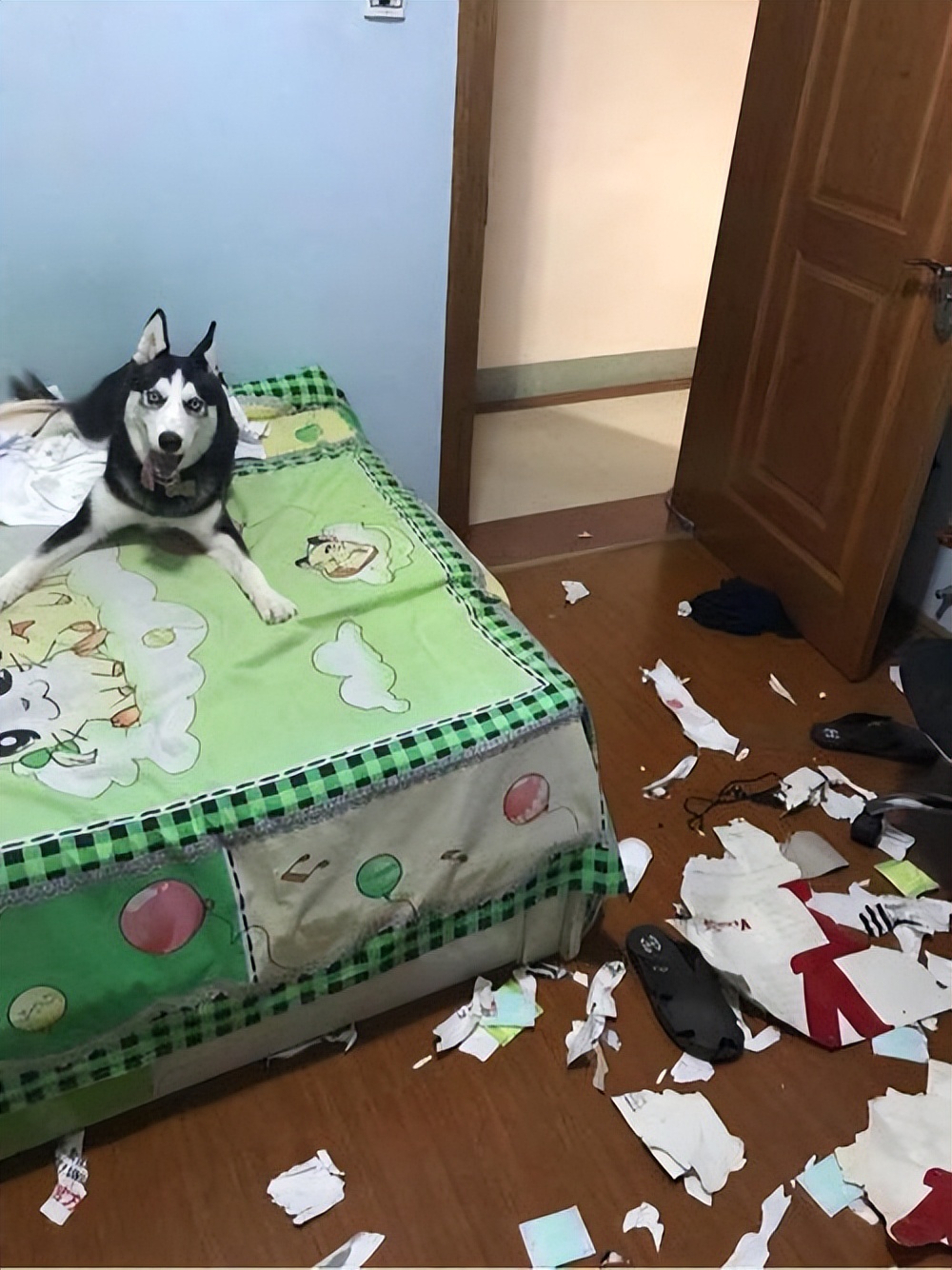 最适合穷人养看家护院的5种狗,建议穷人养的10种狗德牧