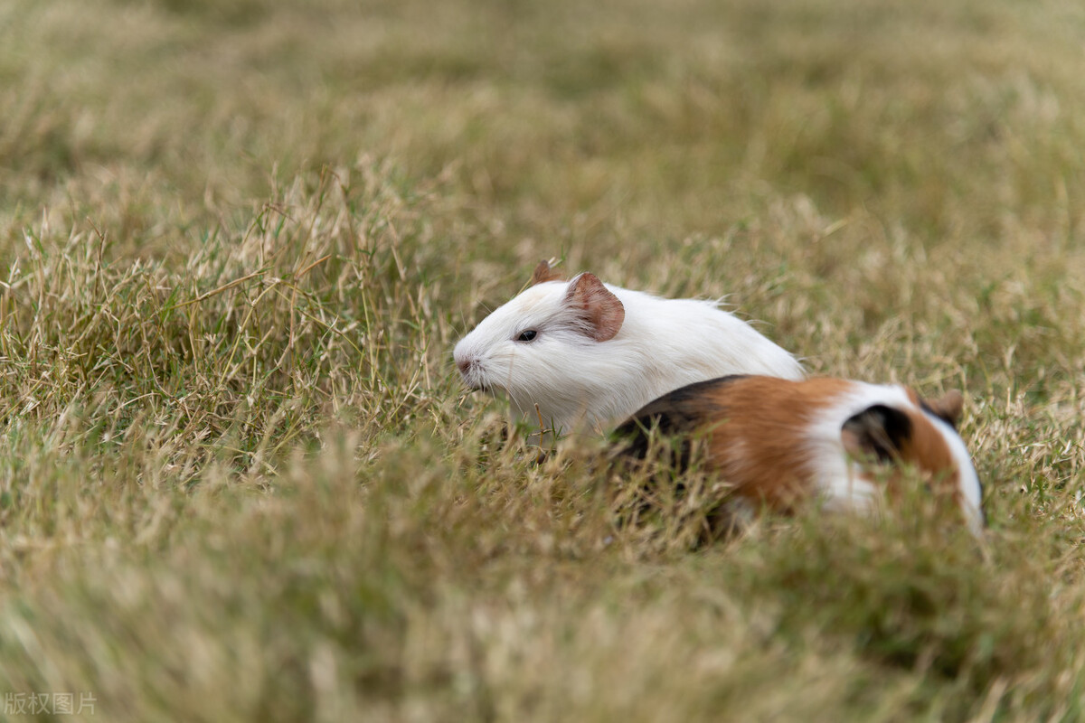 荷兰猪真的有灵性吗,荷兰猪进化史经过了怎样的历程