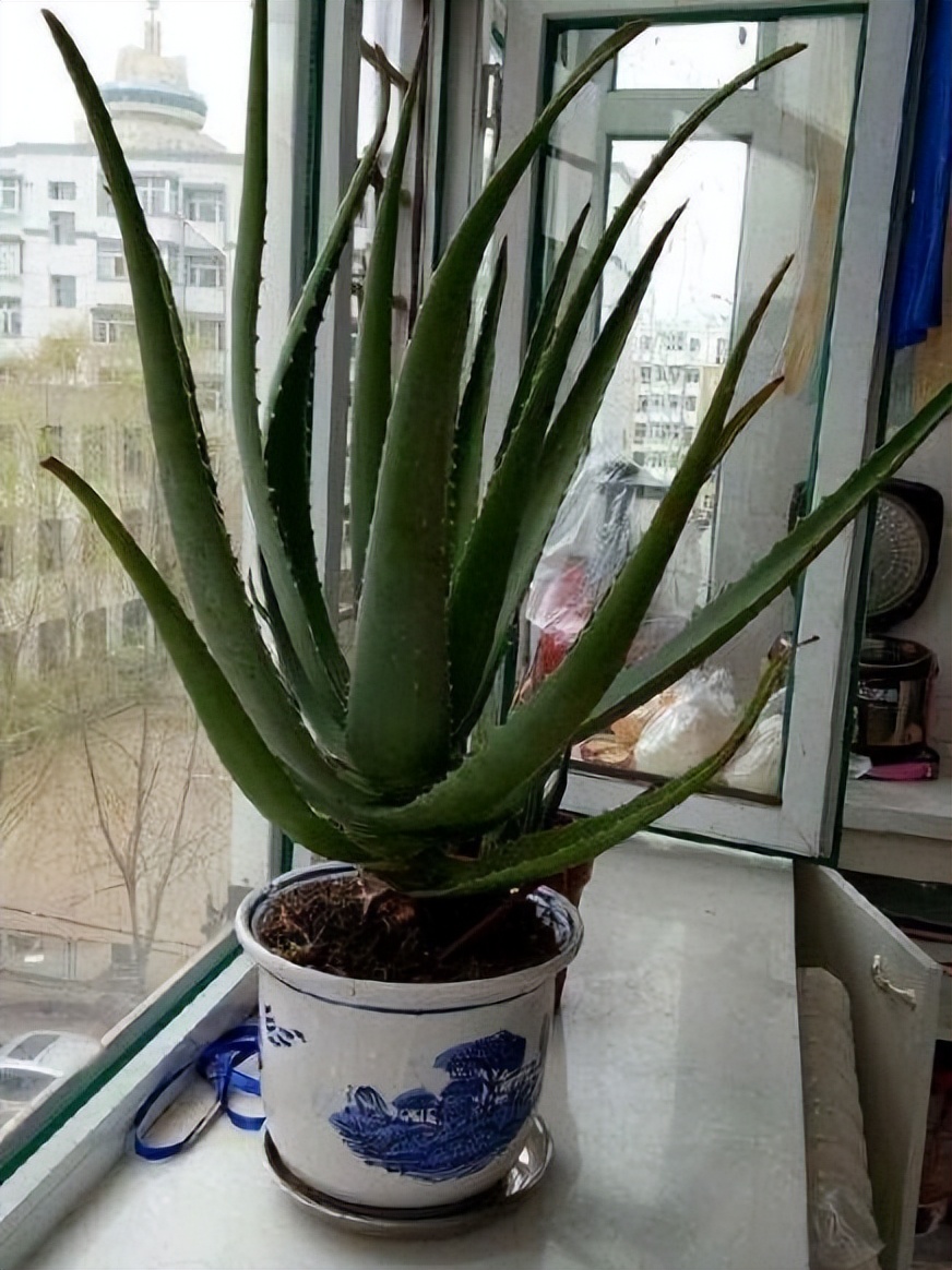 家里养这2种花净化空气带来好运,什么植物去除甲醛还好养大盆