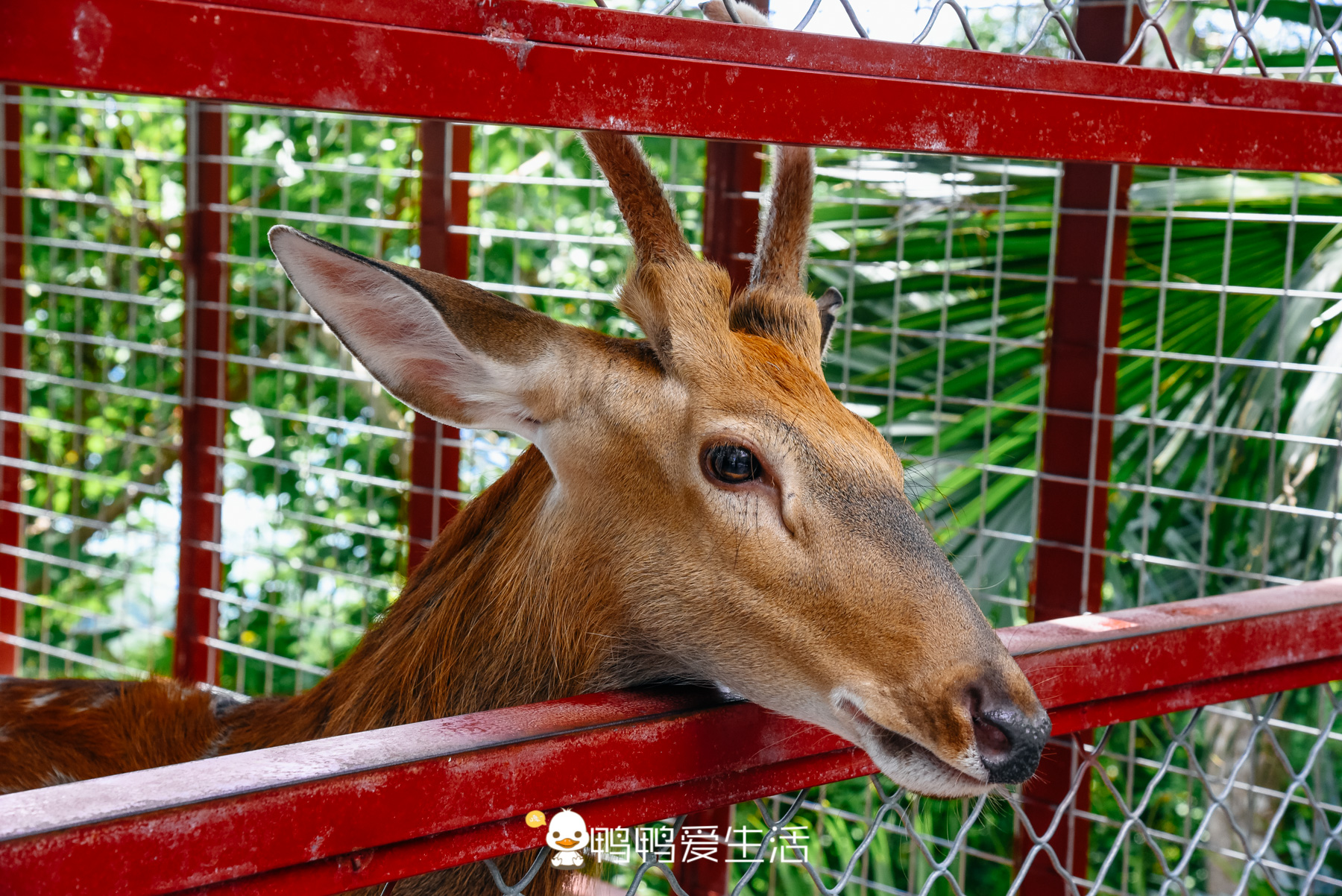 三亚东方夏威夷旅游攻略,东方夏威夷三亚市