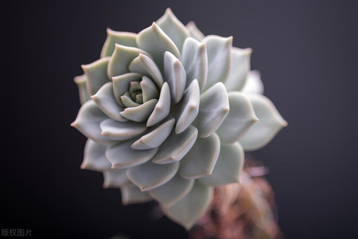 多肉越来越长怎么办,多肉长得快怎么办