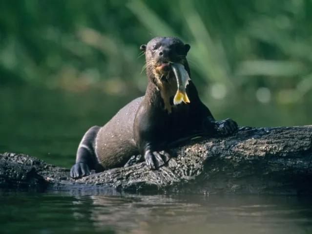 北美怪鱼凶如鳄鱼,巨怪鱼现身